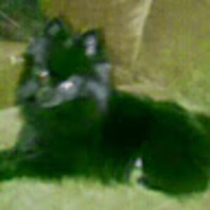 Meet your Posher, Teresa